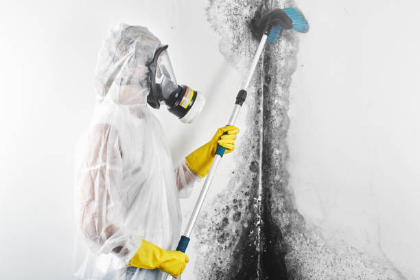 Best Water Damage & Mold Remediation  in Friona, TX