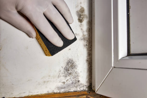 Mold Odor Removal Services in Friona, TX